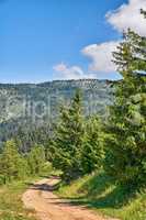 Dirt path leading to secret location in quiet pine forest in remote environmental nature conservation. Landscape view of lush, green cedar and fir woods with hiking trail through mountains and hills