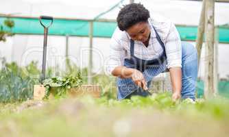 Farming is a game of patience and hope. a young woman tending to the crops on a farm.