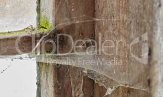 Spider web on an old dirty window in an abandoned home. Zoom in on wooden frame, texture and design of a messy timber wood styled window on a building with macro details of a dusty, mossy surface