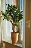 Jade or crassula pot plant growing in pot as interior home decoration and believed to bring good luck. Small lucky or money tree near bright living room or study window used to improve oxygen quality