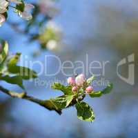Beautiful blooming apple tree blossom with a bee pollinating the flower. Natural spring beauty with pink flowers on a green tree branch against a blurred background of colorful plants in spring
