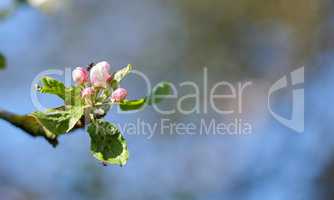 Fly sitting on a Paradise apple tree against a blurry background in a garden. Closeup of a bug blowfly feeding off nectar from the pink budding plant. An insect and bug in an ecosystem