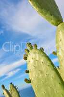 A field of prickly, green cacti against a cloudy blue sky in nature. Copyspace landscape view of a cactus plant and succulents growing in a natural environment outdoors. Closeup of plants in a park