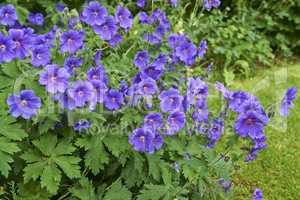 Cluster of beautiful purple blue flowers common name cranesbill of Geraniaceae family, growing in a meadow. Geranium Johnson Blue perennial blooms with blue petals in vibrant natural green garden