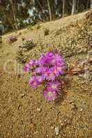 Pink trailing ice plant flowers growing on the ground on Table Mountain, Cape Town, South Africa. Barren landscape of shrubs, colorful flora and plants in a peaceful and uncultivated nature reserve