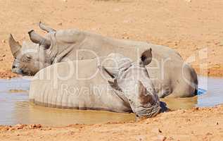 Two black rhinos taking a cooling mud bath in a dry sand wildlife reserve in a hot savanna area in Africa. Protecting endangered African rhinoceros from poachers and hunters and exploitation of horns