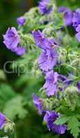 Himalayan cranesbill flowers, a species of geraniums growing in a field or botanical garden. Plants with vibrant leaves and violet petals blooming and blossoming in spring in a lush environment