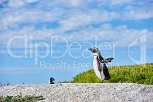 Penguin on a rock on blue cloudy sky with copy space. One flightless bird on a boulder. Endangered black footed or Cape penguin species standing with open wings or flippers in Cape Town, South Africa