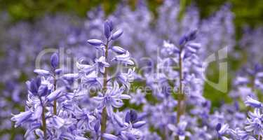 Bluebell scilla siberica flowers, a species of geraniums growing in a field or botanical garden. Plants with vibrant leaves and violet petals blooming and blossoming in spring in a lush environment