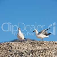 Wildlife in its natural habitat in summer in South Africa. Seagulls sitting on a rock against a blurred blue background outside. Cute marine birds on a coastal boulder by the ocean with copy space