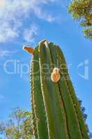 Large cardon cactus plant growing against blue sky with clouds and copy space background. Low angle view of vibrant succulent cacti tree with thorns in a remote landscape or desert area in summer