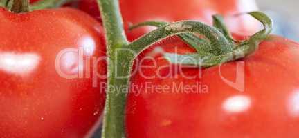 Food stuff. Closeup of ripe red tomatoes with green stem for fresh natural and organic vegetables with copy space background. Wide wallpaper for healthy produce or sustainable fruit farming.