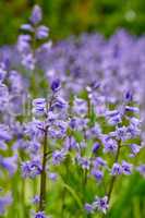 Colorful purple flowers growing in a garden. Closeup of beautiful spanish bluebell or hyacinthoides hispanica foliage with vibrant petals blooming and blossoming in nature on a sunny day in spring