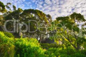 Lush green trees growing tall against a blue sky background with copyspace in a peaceful forest. Quiet harmony and beauty in nature found in a hidden, scenic woods. Beautiful soothing zen park