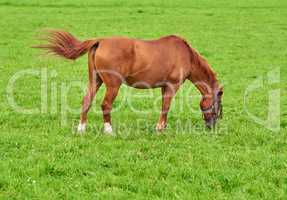 Brown baby horse eating grass on a field in the countryside with copyspace. Chestnut pony foal grazing in a green pasture on a sunny day outdoors. Breeding livestock equine animals on ranch or farm