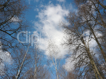woods on blue sky