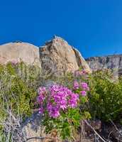 Rocky mountain side with plants flowers and clear blue sky on a sunny Summer day. Beautiful isolated relaxing and tranquil scene in nature. Wilderness located in the Western Cape of South Africa