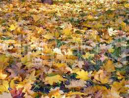 yellow maple carpet