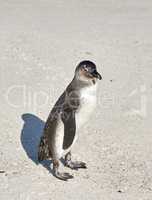 Closeup of black footed or African penguin on sandy boulder beach in Cape town. Natures majestic sea creature in its natural environment at a popular travel and tourism destination in South Africa