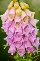 The foxgloves in the garden. Colorful foxgloves - digitalis purpurea.