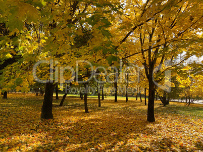 yellow maple leafs on tree at dry sunny autumn day