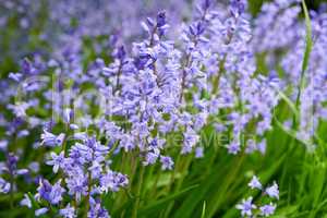 Closeup of spanish bluebell flowers growing and flowering on green stems in remote field, meadow or home garden. Textured detail of fresh, blue wood hyacinthoides and plants blossoming and blooming