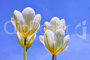 Flowering white tulip plants opening up and blooming against clear blue sky copy space outside. Flourishing and brightening a field. Beautiful white flowers growing and flourishing outdoors in summer