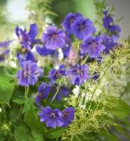 Purple cranesbill flowers growing in a garden. Closeup of bright geranium perennial flowering plants contrasting in a green park. Colorful gardening blossoms for outdoor backyard decoration in spring