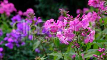 Beautiful pink phlox flowers growing in a backyard garden in summer. Pretty flowering plants flourishing and blooming in a park during spring. Flora and plants blossoming on a field in nature