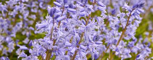 Wallpaper of delicate blue flowers in a field in spring with copy space. Closeup landscape of nature and plant view of bluebells or indigo hyacinths growing in a lush meadow or backyard garden.