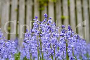 Bluebells in my garden. Vibrant Bluebell flowers growing in a backyard garden of a home. Closeup detail beautiful bright purple plants bloom and blossom outdoors in a park on a summer or spring day.