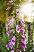 Closeup of beautiful Foxgloves growing in a forest with copy space and bokeh. Zoom in on pink flowers sprouting from branch in forest. Macro details of harmony in nature with zen and soothing beauty