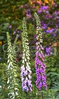 Beautiful flowers growing in a backyard garden in summer. Purple foxgloves blooming and opening up in a nature park or on a field in spring. Digitalis purpurea plants blossoming in the countryside