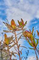 below dry pincushion protea plants on blue cloud sky background with copy space. Indigenous South African flowers with regrowth in early spring in an eco friendly botanical garden