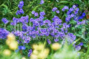 Delicate purple meadow cranesbill flowers blossoming and growing in a bush in a remote field, forest, woods or home garden. Group of vibrant, wild plants blooming and flowering in a backyard