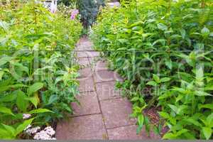Bushes and shrubs of chinese figwort growing along a paved garden path in botanical nursery. Cultivating scrophularia ningpoensis or ningpo figwort plants for traditional chinese homepathy medicine