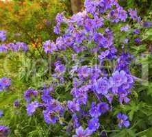 Top view of meadow geranium flowers flourishing in botanical garden. Purple plants growing and blooming in lush green field in summer from above. Beautiful violet flowering plants budding in a garden