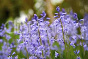Bluebell flowers in a backyard garden in spring. Scilla siberica flowering plants growing in a secluded and remote park in nature. Beautiful violet wildflowers growing on a field or grassy meadow