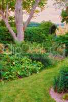 Scenic view of a lush private garden at home with vibrant growing flora and trees. Botanical plants, bushes, shrubs and ferns in the backyard with a hedge boundary. Serene, zen, peaceful and tranquil