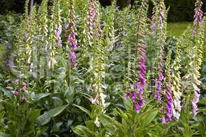 Purple foxglove flowers growing in a backyard garden in summer. Violet digitalis purpurea flowering plants blooming amongst greenery and vegetation in a park. Wildflowers on a lawn in nature