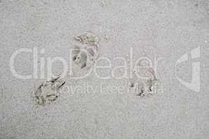 Closeup above of a dog or cat footprint on the shore of the beach. Tiny cute little animal paw shape prints engraved in the wet and moist sand outside during a summer day at the beach or lake.