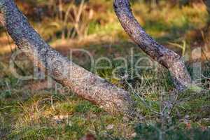 Low angle closeup of tree trunks growing at an angle on a peaceful forest floor in summer. Evergreen coniferous plants in an overgrown grass meadow with copy space. Quiet nature scene for background