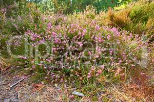 Textured detail of calluna vulgaris blossoming and blooming in wild nature. Scenic view of heather plant flowers growing and flowering on green bush or shrub in a remote field, meadow or countryside.