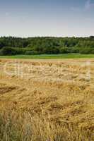 An open cornfield or meadow with brown grass and green trees against the horizon under clear blue sky copy space during summer. Large area of agricultural land on an organic and sustainable farm