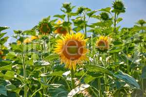 Sunflowers growing in a garden or field against a blue sky background in summer. Agriculture farming of oilseed plants used to produce cooking oil. Bright flora blossoming in a meadow on a sunny day