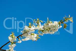 Closeup view of sweet cherry blossoms on a branch against a blue sky and copy space from below. Small white flowers growing outside on a clear day. Details of floral patterns and textures in nature
