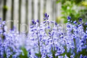 Bright Bluebell flowers growing in a backyard garden on a spring day. Beautiful vibrant purple plants bloom outdoors in the park on a summer afternoon. A yard with lush botanical greenery blossoming