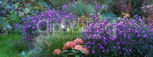 Landscape of aster flowers growing in botanical garden in summer. Flowering plants blooming in its natural environment in spring. Pretty purple blossoms blossoming in a nature reserve or park