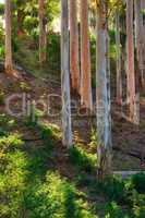 Plants and trees on a mountain in South Africa, Western Cape. Landscape view of beautiful green scenery and pine trees in a natural environment during summer. Vegetation and greenery in nature