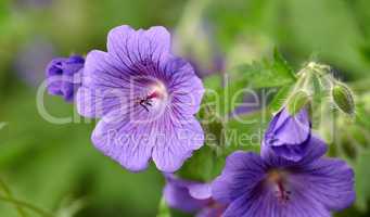 Geranium flowers flower growing in a garden in summer. Beautiful flowering plants blooming in a lush green park. Pretty flora blossom and sprout in a meadow in the countryside during spring